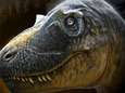 Nieuwe tyrannosaurus ontdekt: mogelijke 'missing link' in evolutie T. rex