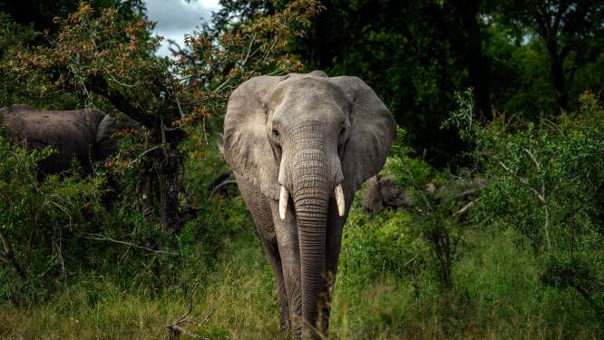 Olifant trapt stroper dood in Kruger National Park