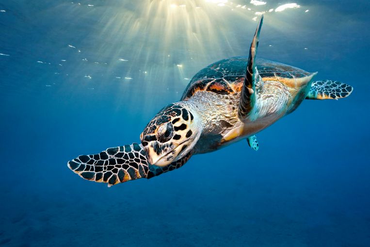 De dikkopschildpad. Beeld Getty Images