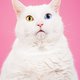 In de ban van de kat: nieuw kunstig fotoboek legt relatie tussen kat en hun baasje bloot