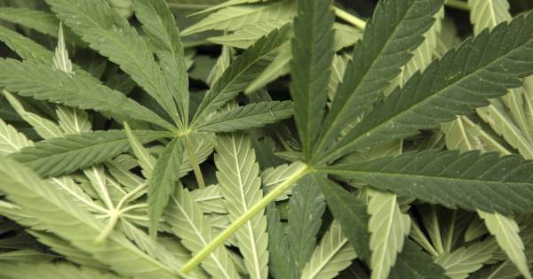 Je woning wordt drie maanden gesloten omdat je één hennepplant in het bos had staan.