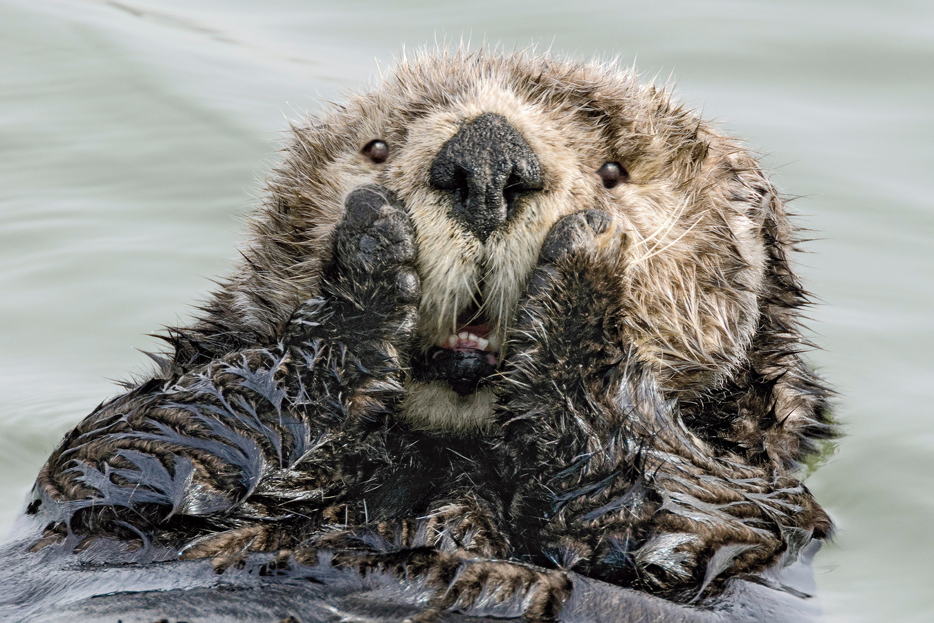 Verbazingwekkend Van brutale leeuwenwelp tot verbaasde otter: lachen om gekke UQ-22