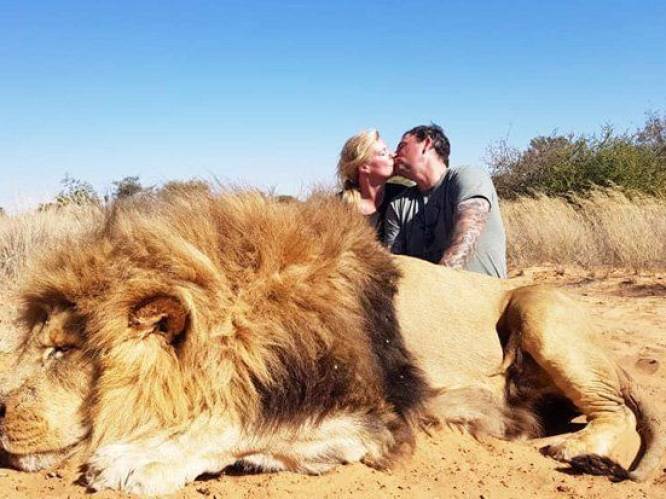 
Zuid-Afrika wil komaf maken met fokken van leeuwen voor 'trofeejacht’