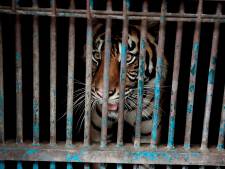 Deux tigres de Sumatra infectés au Covid-19 dans un zoo indonésien