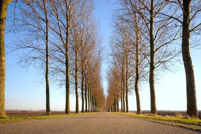 Road and Line of trees under a blue sky