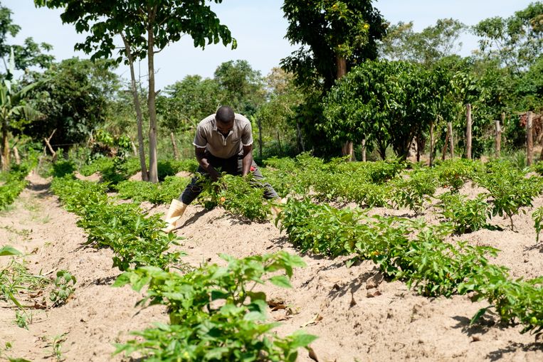 Een Oegandese boer bewerkt zijn veld met hete pepers. Beeld Getty