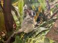 Twee schattige galago-apen geboren in DierenPark Amersfoort
