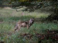 Wolf blijft voorlopig buiten schot, minister wil eerst dialoog over beschermde status