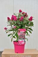 De winnaar van 2021, Buddleja davidii Butterfly Candy Little Ruby.