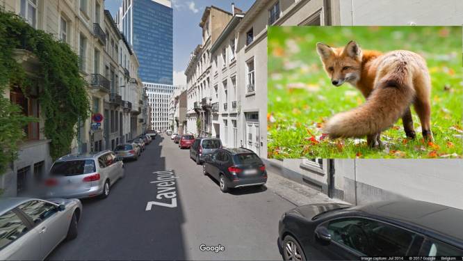 Vos ontdekt op derde verdieping van studentenhuis in hartje Brussel