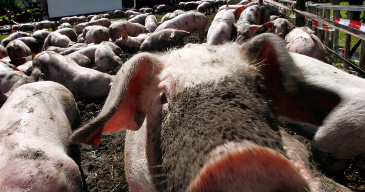 Branden door blikseminslagen; duizenden biggen verbrand