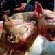 De illegale wereld van de pitbullgevechten: ‘Als je donker bloed ziet, is het in enkele minuten afgelopen’