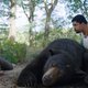 De film ‘Cocaine Bear’ is slecht met een reden: ‘Aandacht is de valuta van vandaag. Hoe schandaliger, hoe beter’