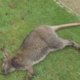 Weer twee kangoeroes doodgebeten: ‘Link met wolf August is eerder twijfelachtig’