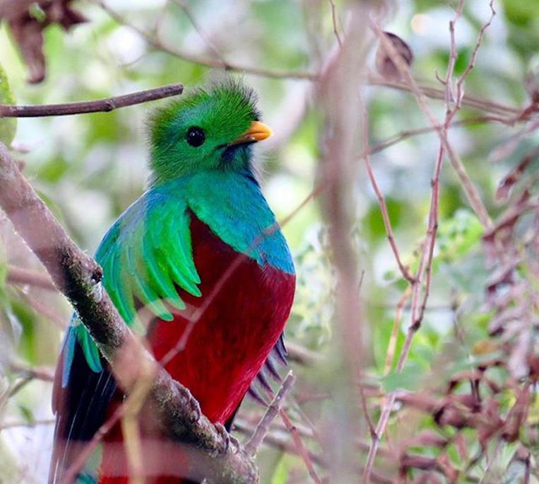 De Respledent Quatzal in Costa Rica. Beeld Arjan Dwarshuis