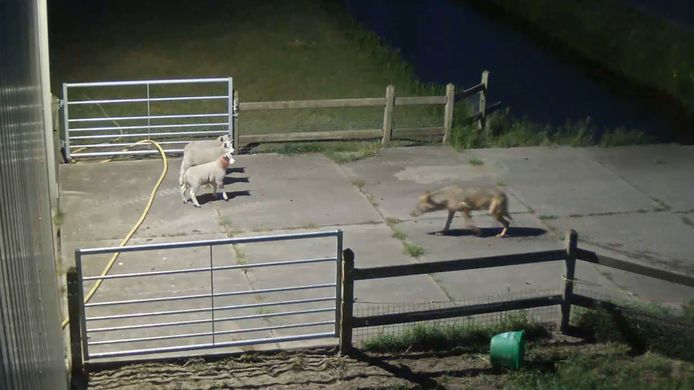 In Brabant sloeg vorige week een wolf toe bij een groep schapen.