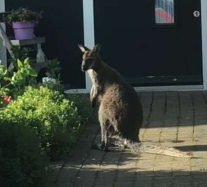 The kangaroo hops through the Joost van den Vondelstraat.