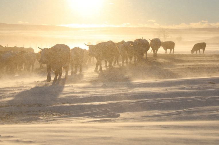 Koeien ploegen door de sneeuw in de Amerikaanse staat South Dakota, waar 16 december ook al een flink pak viel. Beeld Reuters Beeld Lonetree Ranch via REUTERS