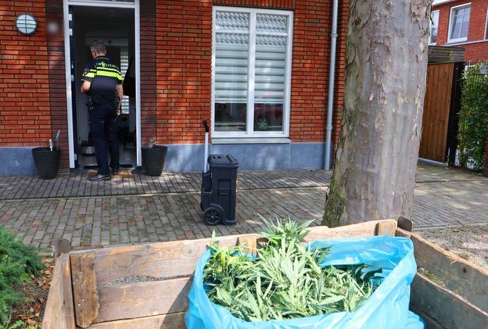Hennepkwekerij in woning Helvoirt.