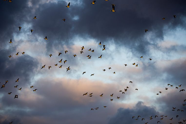 L'influenza aviaria sta progredendo nei Paesi Bassi, così come nell'Hoeksche Waard.  I volontari Iguna Houji (bionda) e Rhea Van Lanen di Animal Ambulance sono impegnati ogni giorno.  Oggi hanno raccolto dieci oche e cigni malati e morti.  Gli animali malati vengono portati dal veterinario dove vengono iniettati e muoiono.  Vengono poi portati al Servizio Ambientale e successivamente distrutti.  L'influenza aviaria, chiamata anche influenza aviaria o influenza aviaria, è una malattia virale contagiosa che può essere trasmessa dagli uccelli acquatici selvatici al pollame (polli, tacchini, anatre e oche) e ad altre specie di uccelli come piccioni e cigni.  Alcuni tipi di questa malattia virale portano a malattie gravi o alla morte degli uccelli.  Foto: Statua di Ari Kefit Ari Kefit
