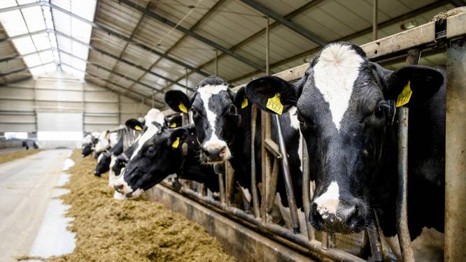 Kamer: landbouw mag geen onderdeel zijn van handelsverdrag met Zuid-Amerika