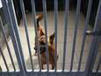 30% meer afgestane honden in Blauwe Kruis: “Mensen hebben minder schroom dan vroeger om naar het asiel te gaan”