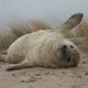 Bij de witte bontjassen op de Wadden is de groei eruit, misschien wel door onze windturbines