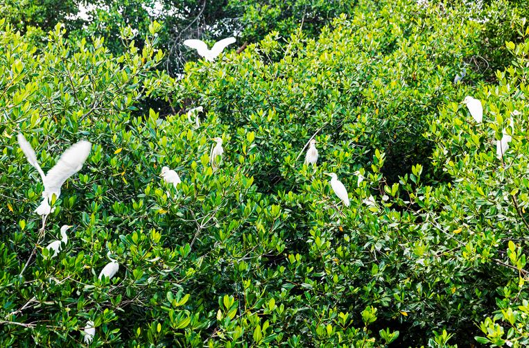 Witte reigers in het mangrovepark. Beeld Sinaya Wolfert