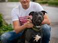 Politie vergoedt kosten van door agenten mishandelde hond Tommy: dier heeft ook kapot gebit 