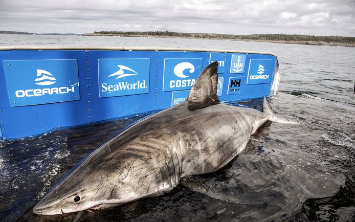 Un Gigantesque Requin Blanc En Route Pour L Europe C Est Exceptionnel Sciences 7sur7 Be