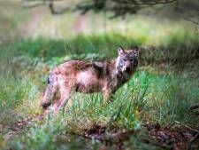 Wolf op de Utrechtse Heuvelrug? Boswachter Jelle zou het schitterend vinden (en bang hoeven we niet te zijn)