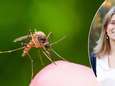 Experte waarschuwt voor exotische muggen: "Met ventilator kan je ze van de wijs brengen”