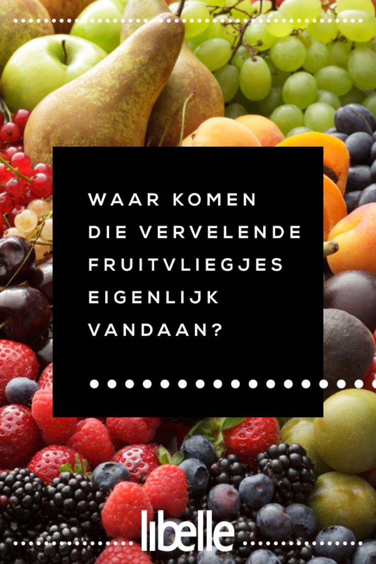 Waar komen die vervelende fruitvliegjes eigenlijk