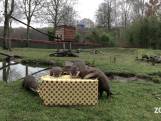Dieren in ZooParc Overloon worden verwend met kerstmis