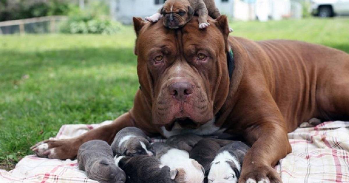 Extra large pitbulls store