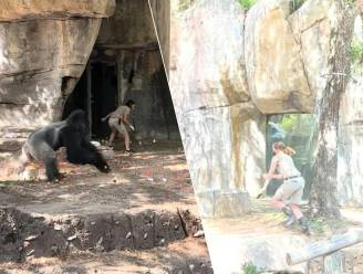 Angstaanjagend moment tussen verzorgers en gorilla in zoo gaat viraal