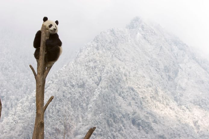 Reuzenpanda in een boomstronk in Sichuan, China. Als de temperatuur blijft stijgen worden de meeste gebieden waar de reuzenpanda’s leven warmer en droger. Gebieden verder naar het noorden zullen dan geschikter voor hem zijn dan de huidige. Maar bamboe, de plant die 99% van het dieet van de reuzenpanda uitmaakt, kan het tempo van die opwarming niet bijhouden. Bamboe kan niet zo snel ‘meebewegen’ naar koelere plekken.