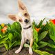 Als de kinderen uit huis zijn, komt de puppy erin