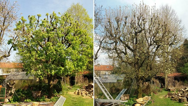 Twee foto's van dezelfde boom. Links is in april 2020 genomen, rechts april 2021.  Beeld Nature Today