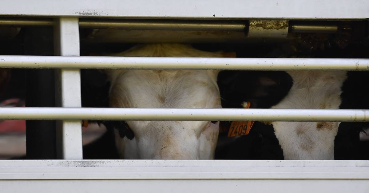 Onafhankelijk Onderzoek Concludeert Slachthuizen Schieten Tekort Binnenland Hln Be