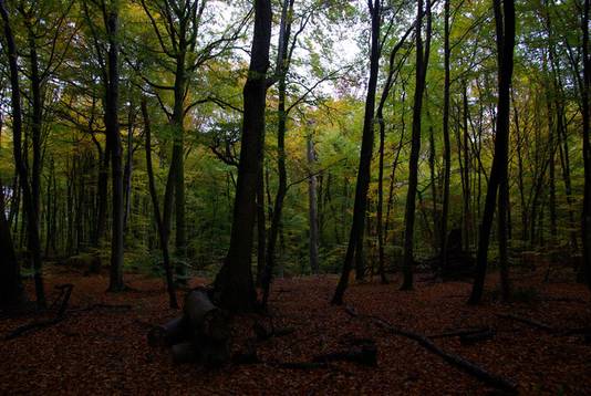 Het drama vond zaterdagmiddag plaats in het Forêt de Retz, een bosgebied vlakbij Compiègne
