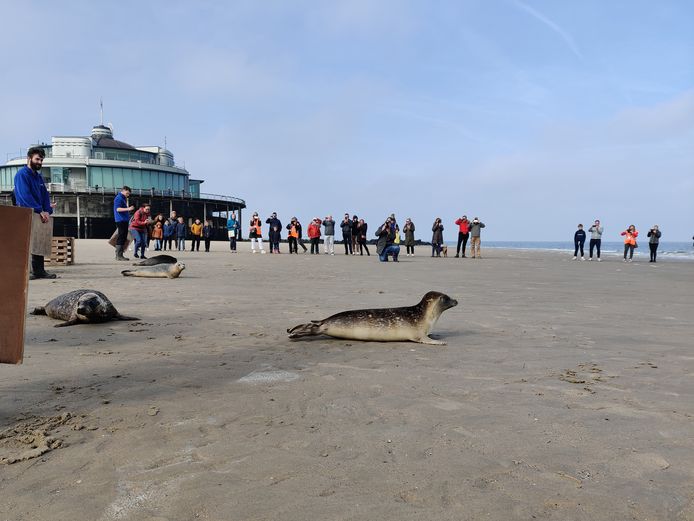 Zeehonden worden vrijgelaten op strand Blankenberge.