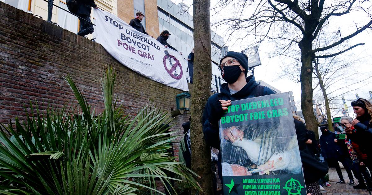 Nouvelle manifestation contre le foie gras à Utrecht : images d’oies engraissées contre les vitrines d’un restaurant |  Utrecht