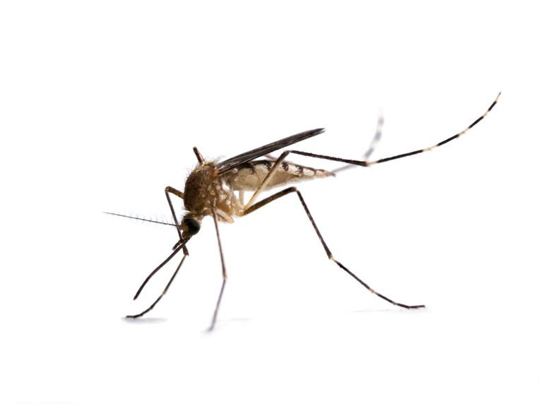 Aedes canadensis Beeld Getty