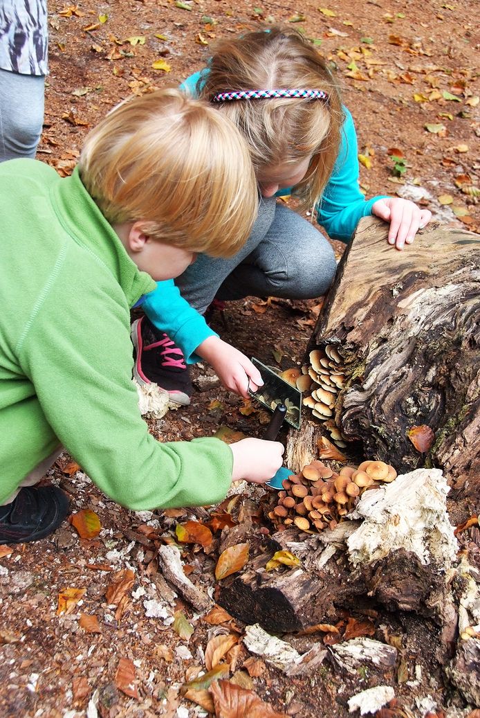 Paddenstoelen zoeken en bekijken op landgoed Haanwijk. .