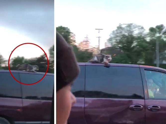 VIDEO: 'Rebel' de kat beleeft schrik van zijn leven op dak van rijdende auto
