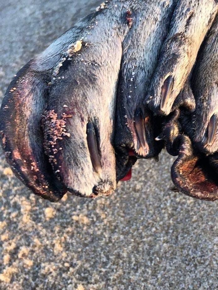 Een zeehond werd aangevallen op het strand van Oostende en is daarna overleden