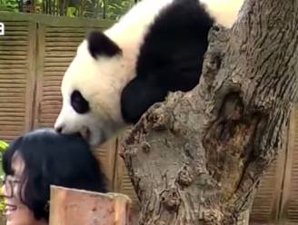 Deze panda heeft genoeg van al die selfies (en z'n dagelijkse bamboe)