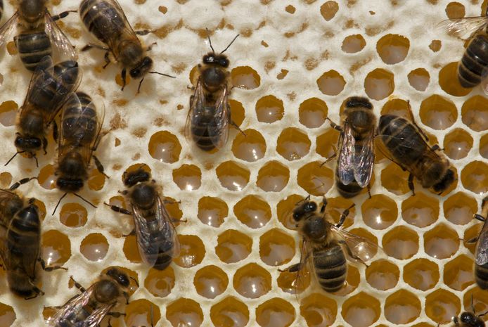 Imkervereniging West-Betuwe