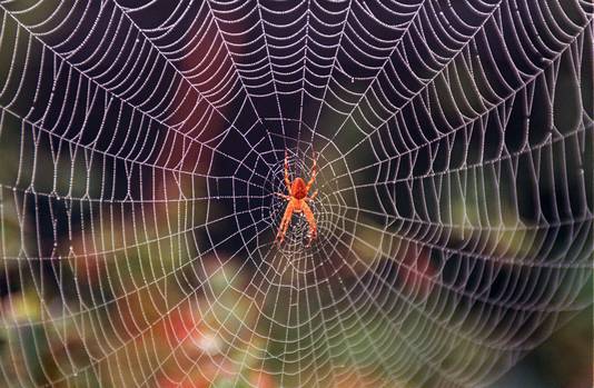 Een kruisspin in zijn spinnenweb.